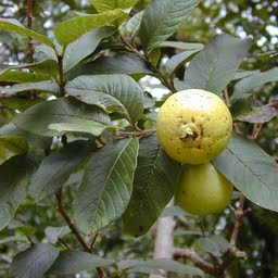 Raw Common Guavas