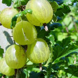 цариградско-грозде