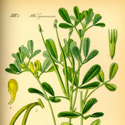 sementes-de-feno-grego