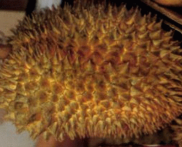 Raw or frozen Durian