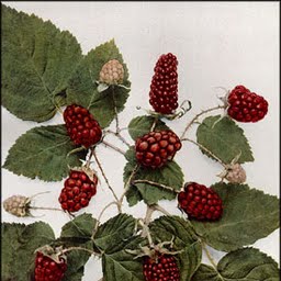 loganberries
