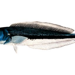 kiremit-balığı