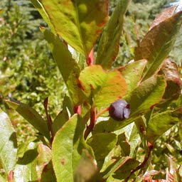 Raw (Alaska Native) Huckleberries