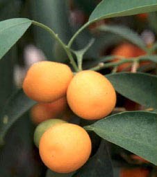 Raw Kumquats