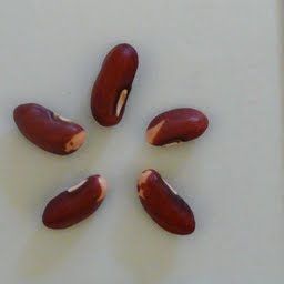 Raw Yardlong bean