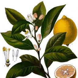 лимонова-кора