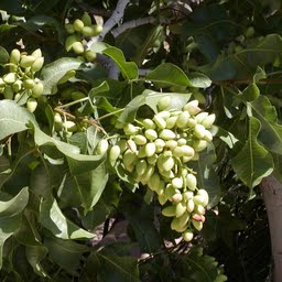 pistachio-nøtter