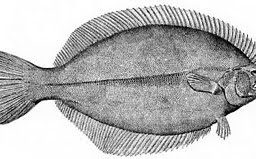 плоските-писия-и-морски-език-видове