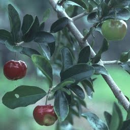 Raw (west indian cherry) Acerola