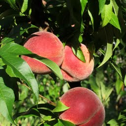 Raw Peaches