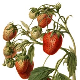 Raw Strawberries
