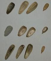 seminţe-de-floarea-soarelui-kernels