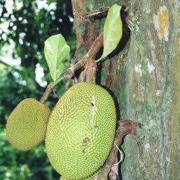 καρποί-jackfruit