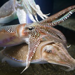tiarmet-blæksprutte