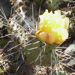prickly-pears
