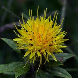 Dried Safflower seed kernels Seeds