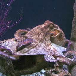 blæksprutte
