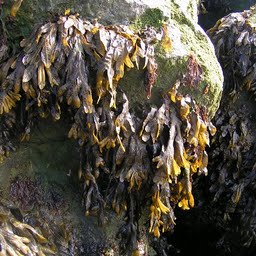 Raw Kelp Seaweed