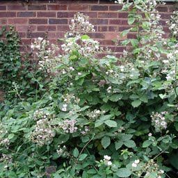 Raw Blackberries