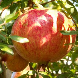 granátové-jablká